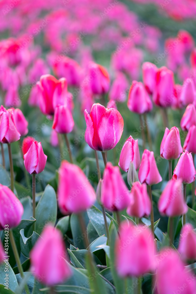 Fototapeta premium Close-up of a beautiful pink tulip flower, in Dutch flower field