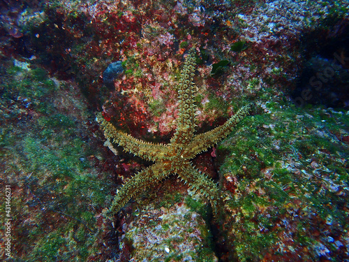Mediterranean sea star in Adriatic sea  Croatia 