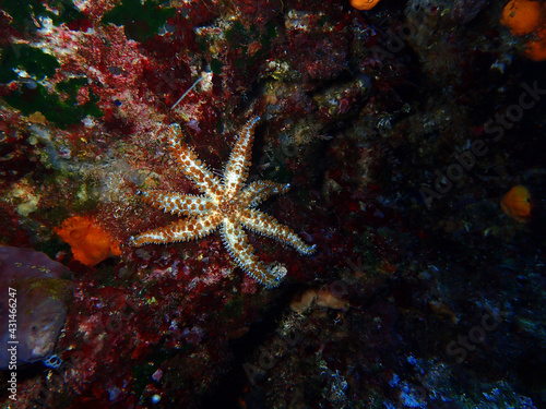 Mediterranean sea star in Adriatic sea, Croatia 