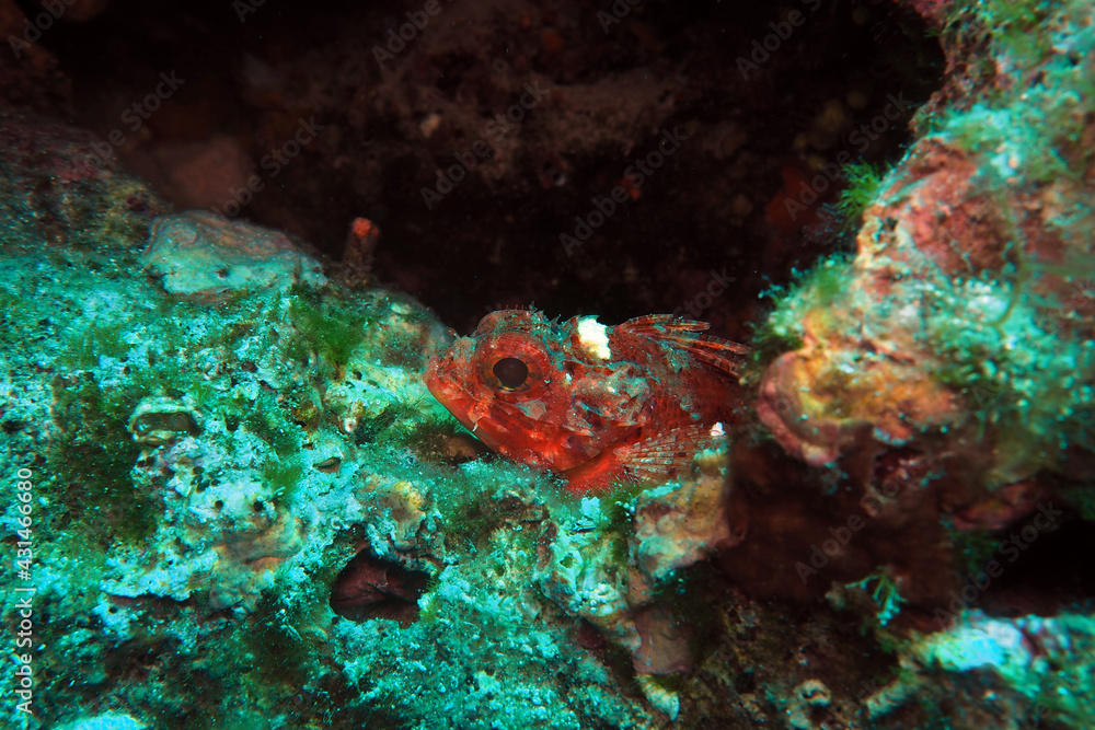 Small scorpionfish in Adriatic sea, Croatia
Small scorpionfish in Adriatic sea, Croatia