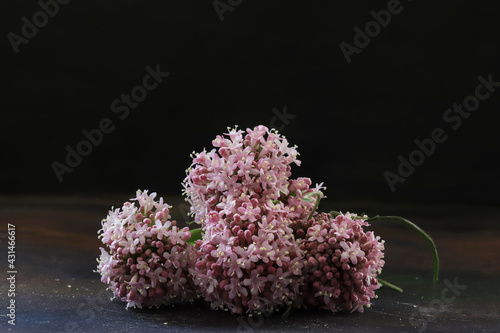Valerian flower (Valeriana officinalis) on wooden table