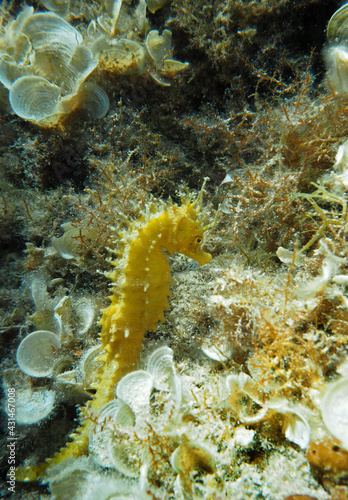 Long-snouted seahorse (Hippocampus guttulatus) in Adriatic sea, Croatia
