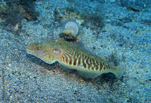 Common cuttlefish in Adriatic Sea near Hvar Island 