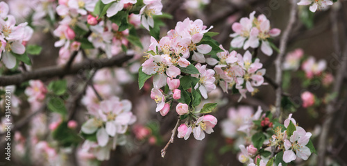 Blooming apple tree close up and delicate creamy blurred background. Long horizontal banner for your text or ad. Japanese cherry blossom. Flowers are blooming on tree branch.