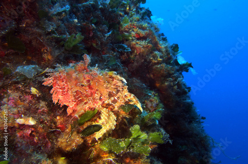 Scorpionfish in Adriatic sea, Croatia 