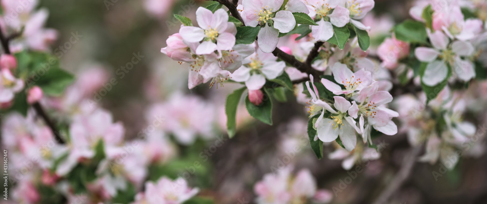 Blooming apple tree close up and delicate creamy blurred background. Long horizontal banner for your text or ad. Japanese cherry blossom. Flowers are blooming on tree branch. Blooming apple tree close up and delicate creamy blurred background. Long horizontal banner for your text or ad. Japanese cherry blossom. Flowers are blooming on tree branch.
