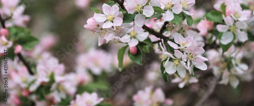 Blooming apple tree close up and delicate creamy blurred background. Long horizontal banner for your text or ad. Japanese cherry blossom. Flowers are blooming on tree branch.