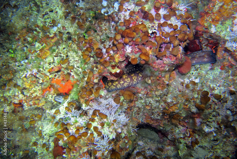 Mediterranean moray in Adriatic sea, Croatia
Mediterranean moray in Adriatic sea, Croatia