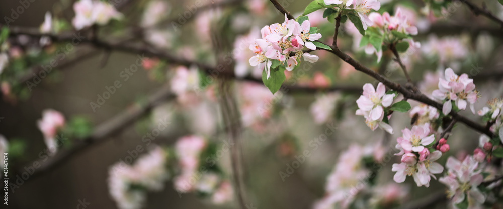 Blooming apple tree close up and delicate creamy blurred background. Long horizontal banner for your text or ad. Japanese cherry blossom. Flowers are blooming on tree branch. Blooming apple tree close up and delicate creamy blurred background. Long horizontal banner for your text or ad. Japanese cherry blossom. Flowers are blooming on tree branch.