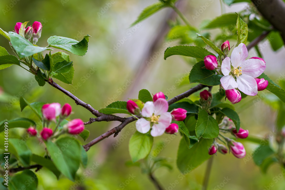 Fototapeta premium Nahaufnahme von blühenden Kirschblüten