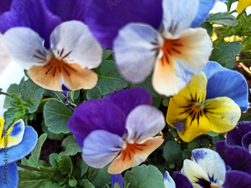 Bratek - wiosenny kwiat. © WalDec