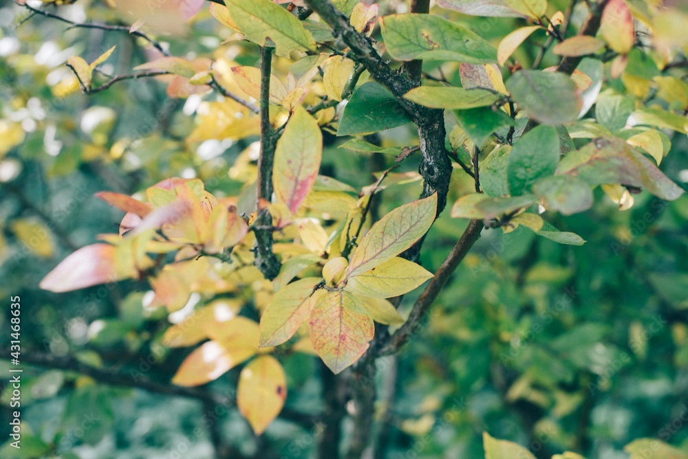 Fototapeta premium Jahreszeiten