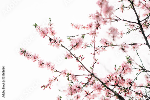 Spring border or background art with pink blossom. Beautiful nature scene with blooming tree and sun flare. Easter Sunny day. Spring flowers. Beautiful Orchard Abstract blurred background. Springtime © Дарья Фомина