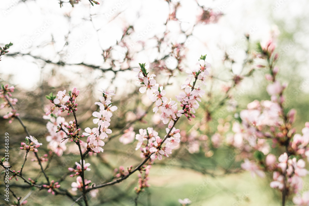 Spring blossom background. Beautiful nature scene with blooming tree and sun flare. Sunny day. Spring flowers. Beautiful Orchard. Abstract blurred background. Springtime Spring blossom background. Beautiful nature scene with blooming tree and sun flare. Sunny day. Spring flowers. Beautiful Orchard. Abstract blurred background. Springtime