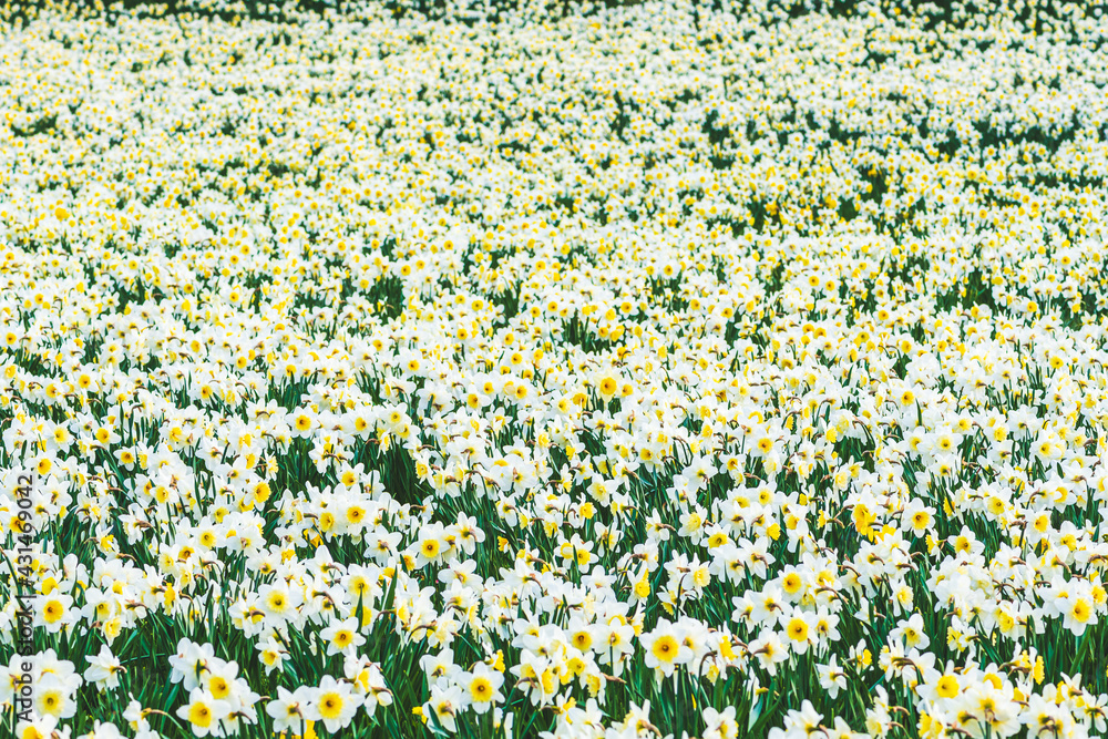 Wonderful yellow and white daffodil flower field, narcissus, spring perennial flower and plants among the green grass, flowers background