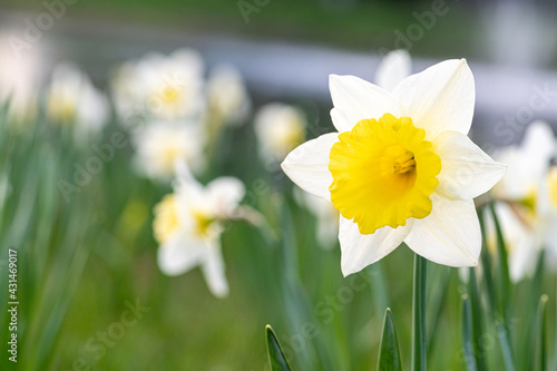 Wonderful yellow and white daffodil flower, narcissus, spring perennial flower and plants among the green grass in a field, park or garden, close up