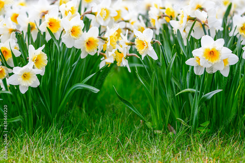 Fototapeta premium Wonderful yellow and white daffodil flower, narcissus, spring perennial flower and plants among the green grass in a field, park or garden, close up, view from the bottom