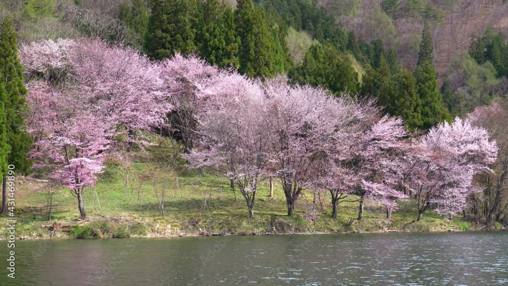 中綱湖の桜