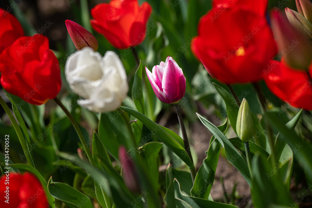 Nice color tulip flowers after the spring rain nature flora macro photo with empty space for text Nice color tulip flowers after the spring rain nature flora macro photo with empty space for text
