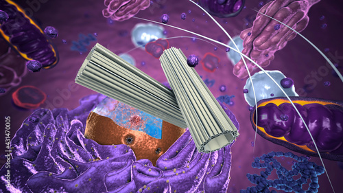 Organelles inside Eukaryote, focus on centrosome - 3d illustration photo
