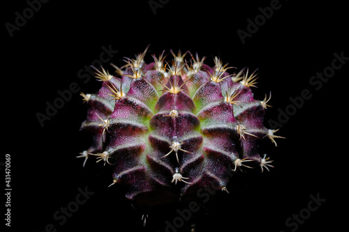 cactus gymnocalycium alkalis