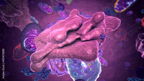 Organelles inside Eukaryote, focus on golgi apparatus - 3d illustration photo
