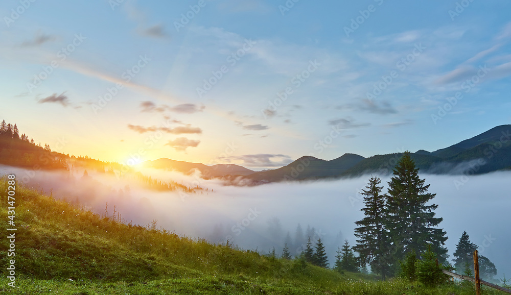 gorgeous foggy sunrise in Carpathian mountains. lovely summer landscape of Volovets district. purple flowers on grassy meadows and forested hill in fog.