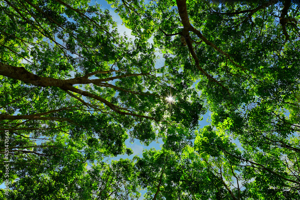 Fototapeta premium view of tropical trees in the rain forest 