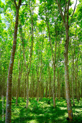 forest of rubber tree in rubber tree plantation, latex is collect in bowl