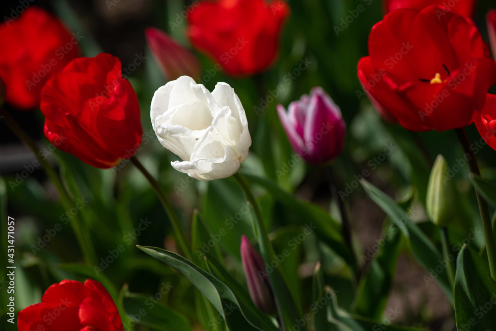 Nice color tulip flowers after the spring rain nature flora macro photo with empty space for text Nice color tulip flowers after the spring rain nature flora macro photo with empty space for text