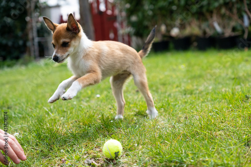 Lundehund Puppy