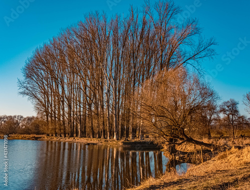 Beautiful sunny winter view with reflections near Hofkirchen  Danube  Bavaria  Germany