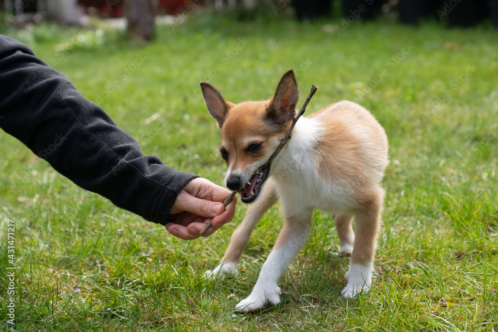 Lundehund Puppy