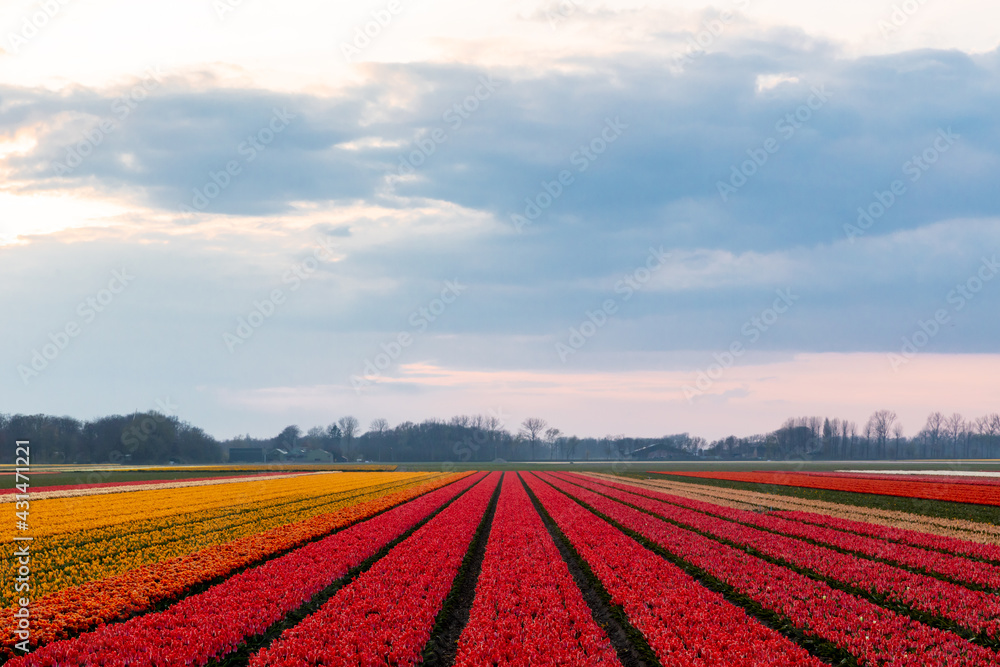 Dutch landscape of tulip flower fields in the Netherlands