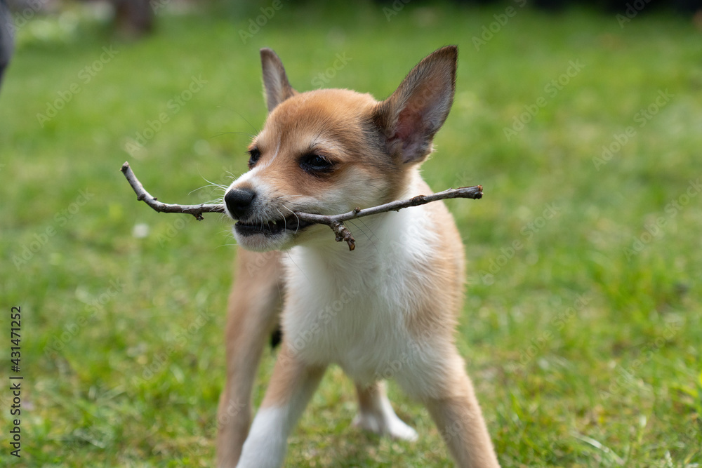 Lundehund Puppy Lundehund Puppy