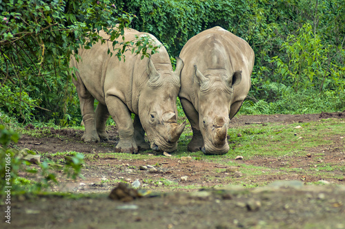 Rhinoceros, endangered and protected animal in Ujung Kulon, Indonesia.