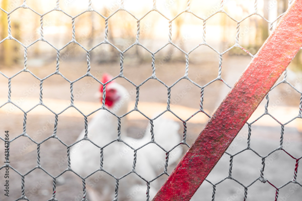 Fototapeta premium Young white chicken. Looks through the wire netting. Chicken behind a metal gray fence net on a farm. organic breeding of birds. environmentally friendly chicken product.