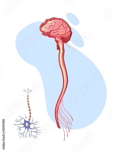 human nervous system educational scheme
