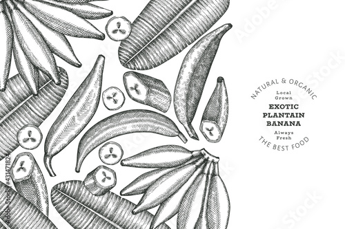Hand drawn sketch style plantain banner. Organic fresh fruit vector illustration. Retro exotic banana fruit design template