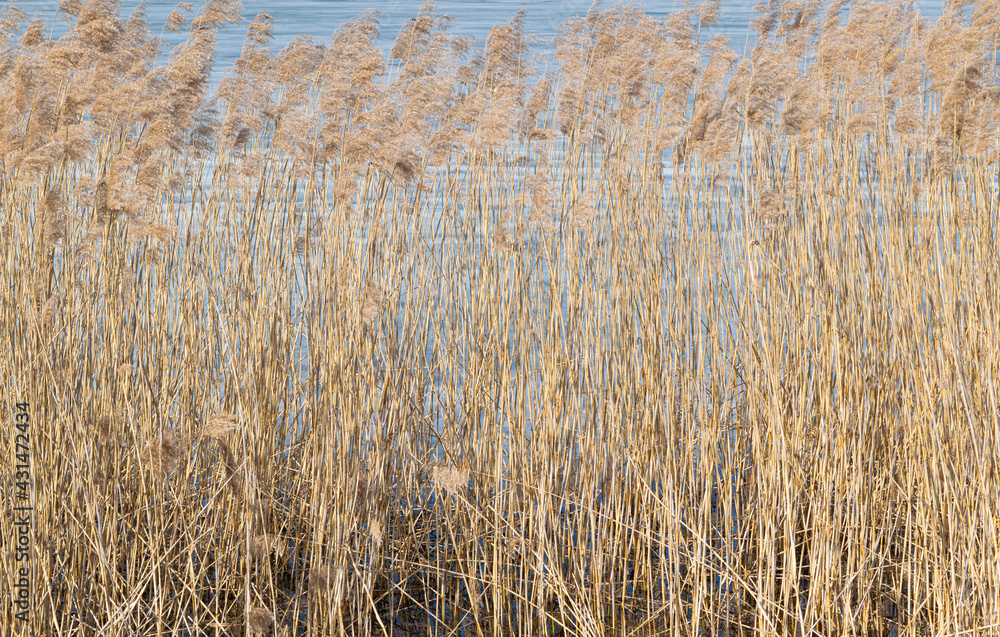 Fototapeta premium grass in the wind
