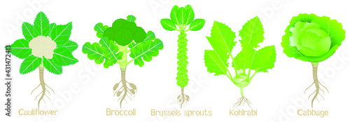 Set of cabbage plants with roots isolated on white background.