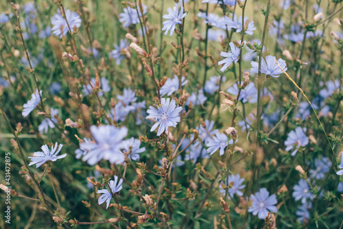 blue, blau, lavender, color, colour, health, Heilpflanze, bee, Biene, green, nature, bio, tee, farming, cultivate, wachsen, blooming