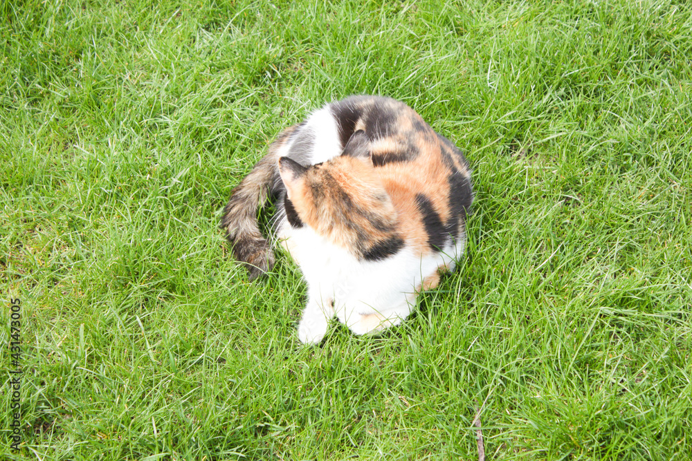 beautiful cat sitting on green grass stroking beautiful cat sitting on green grass stroking