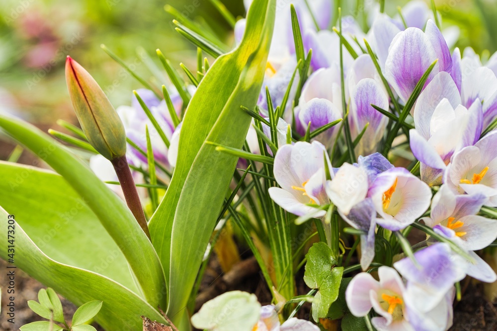 Fototapeta premium spring crocus flowers