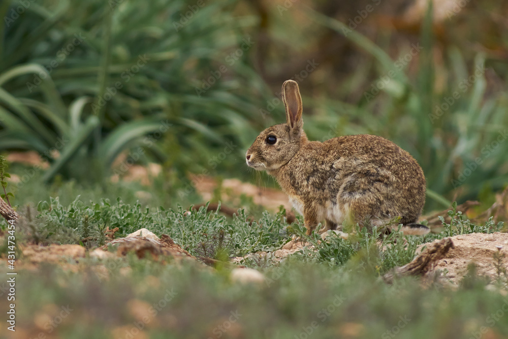 Fototapeta premium field rabbit (Oryctolagus cuniculus) in a green meadow of wild grass in Humilladero, Malaga province. Spain.