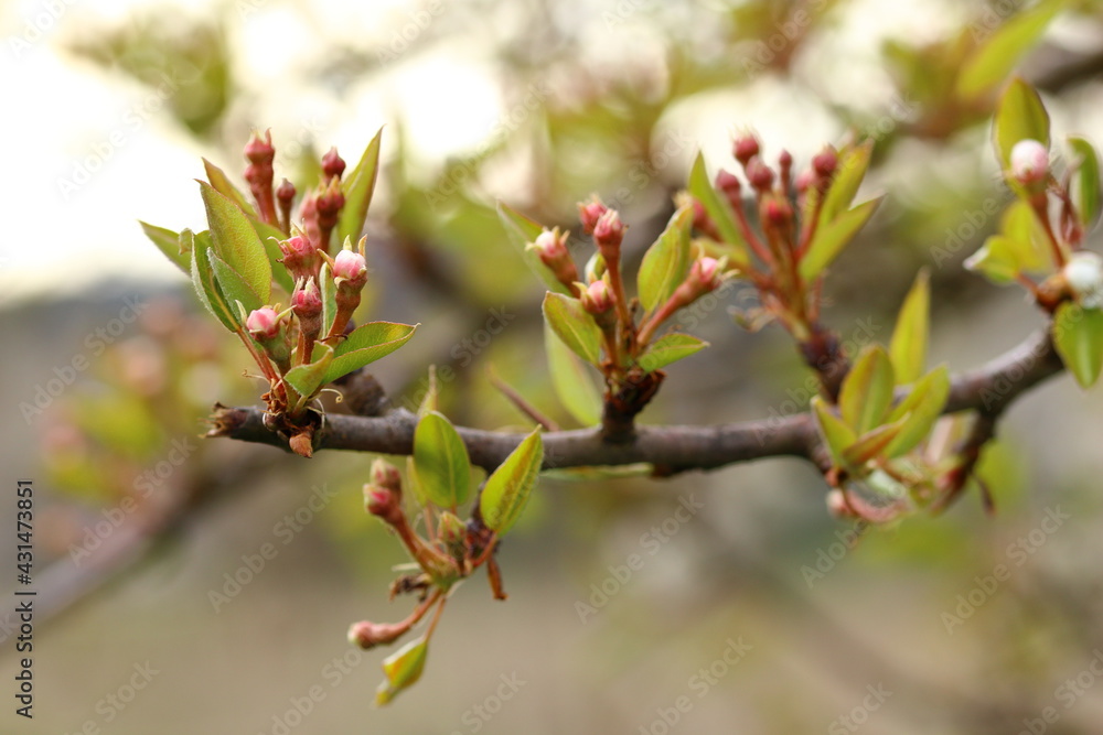 close of fruit blossoms on twig close of fruit blossoms on twig