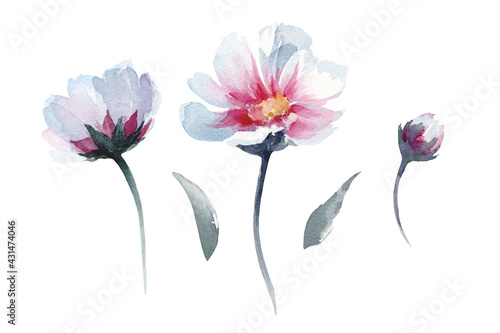 Hand drawn watercolor cosmos flowers on white background isolated. Lovely buds, leaves, flowers. Blue, pink, green flowers. Nice elements for scrapbook, rustic, natural, boho design.