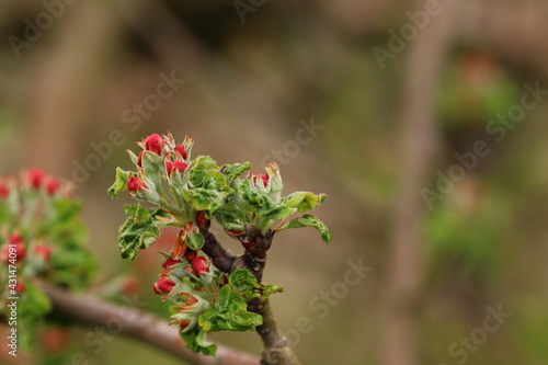 close of fruit blossoms on twig