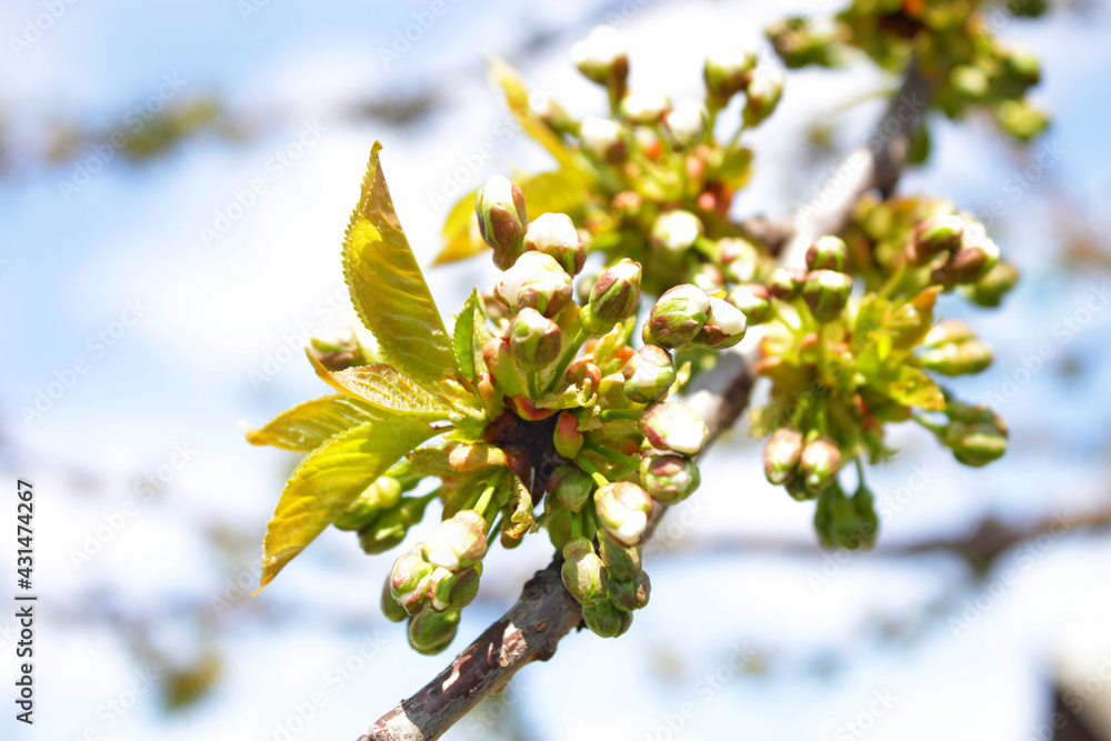 unblown cherry blossoms in spring unblown cherry blossoms in spring