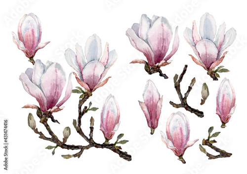 Set of spring magnolia flowers with buds  branches and blooming twig. Hand drawn watercolor isolated elements on white background for design of cards  wedding invitations  packaging  print  textiles.